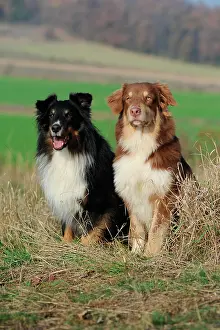 Differently: Australian Shepherd and Shetland Sheepdog or Sheltie