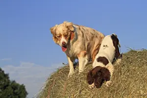 Munsterlander: Australian Shepherd and Small Munsterlander 3 months