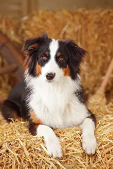 Phot: Australian Shepherd, young bitch, black-tri, 10