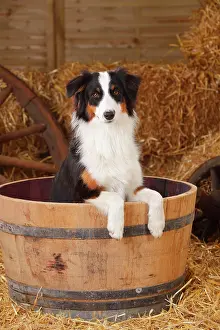 Wildli: Australian Shepherd, young bitch, black-tri, 10