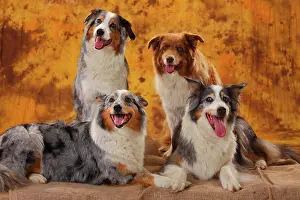 Bitches: Australian Shepherds, bitches, and Border Collie