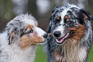Chewing: Two Australian Shepherds chewing on a stick
