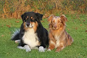 Bitches: Two Australian Shepherds lying on a meadow next