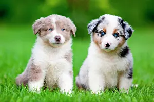 Shepherds: Australian Shepherds, puppies sitting in a meadow