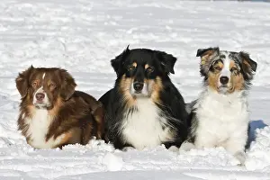 Coldness: Three Australian Shepherds in snow, lying next to