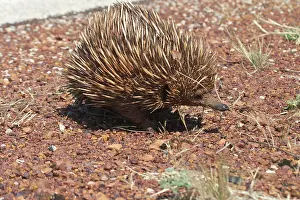 Anteater: Australian Short-beaked / short-nosed / Spiny ECHIDNA