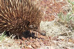 Anteater: Australian Short-beaked / short-nosed / Spiny ECHIDNA