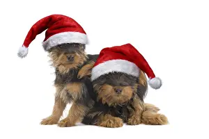 Hugs: Australian Silky Terrier Dog, also known as Silky