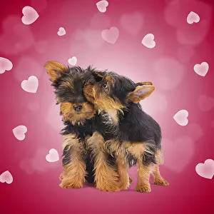 Kisses: Australian Silky Terrier Dog, also known as Silky