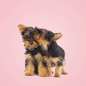 Kisses: Australian Silky Terrier Dog, also known as Silky