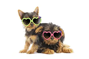 Sydney: Australian Silky Terrier Dog, also known as Silky