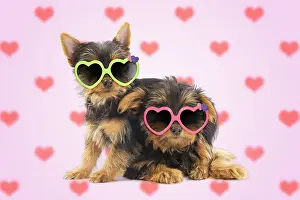 Sydney: Australian Silky Terrier Dog, also known as Silky