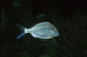 Auscape International: Australian Snapper