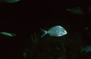 Auscape International: Australian Snapper