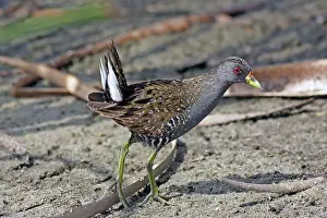 Crake: Australian Spotted Crake