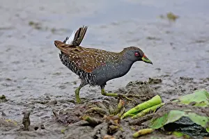Crake: Australian Spotted Crake