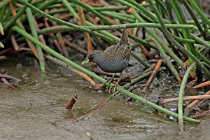 Crake: Australian Spotted Crake