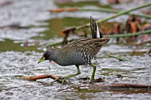 Crake: Australian Spotted Crake