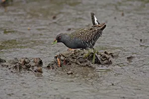 Crake: Australian Spotted Crake