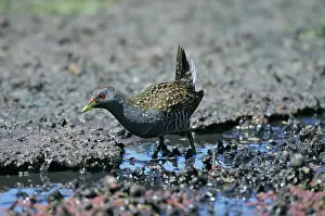 Crake: Australian Spotted CRAKE