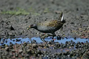 Crake: Australian Spotted crake
