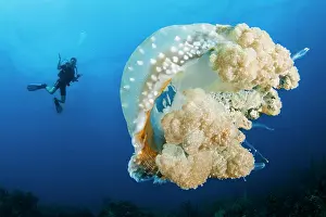 Punctata: Australian spotted jellyfish (Phyllorhiza punctata)