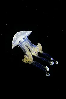 Punctata: Australian spotted jellyfish (Phyllorhiza punctata)