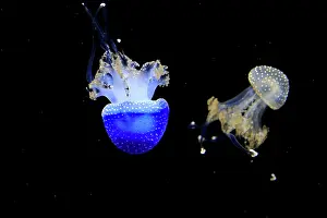 Punctata: Australian spotted jellyfish (Phyllorhiza punctata)