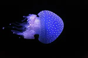 Punctata: Australian spotted jellyfish (Phyllorhiza punctata) i