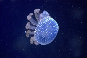 Phyllorhiza: Australian Spotted / White-Spotted Jellyfish