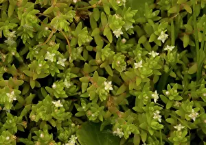 Crassula: Australian Swamp STONECROP / New Zealand Pigmyweed