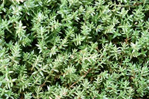 Alien: Australian Swamp Stonecrop / New Zealand Pigmyweed