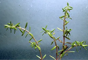 Stonecrop: Australian Swamp Stonecrop / New Zealand Pigmyweed