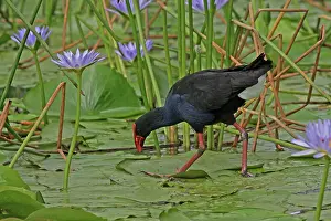 Swamphen: Australian Swamphen