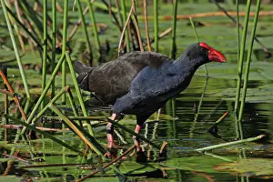 Swamphen: Australian Swamphen