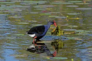 Swamphen: Australian Swamphen