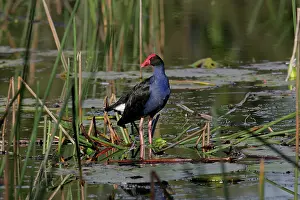 Swamphen: Australian Swamphen