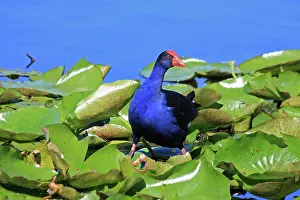 Swamphen: Australian Swamphen