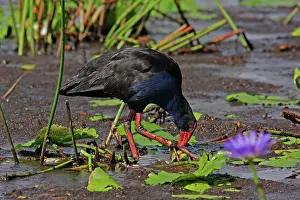 Swamphen: Australian Swamphen
