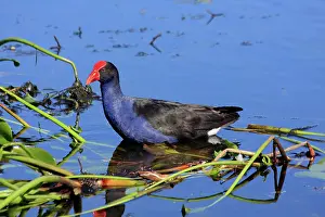 Swamphen: Australian Swamphen