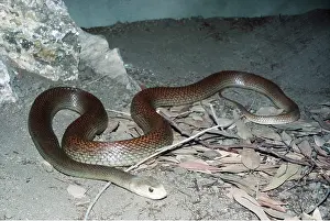 Kenneth W Fink: AUSTRALIAN TAIPAN SNAKE