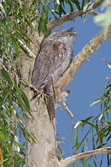 Eric Lindgren: Australian Tawny Frogmouth - sleeping at daytime