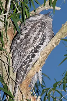Eric Lindgren: Australian Tawny Frogmouth / Tawny-shouldered Frogmouth