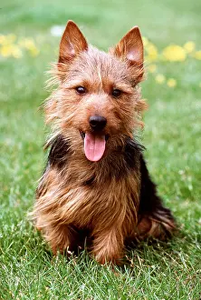 Wire: Australian Terrier DOG