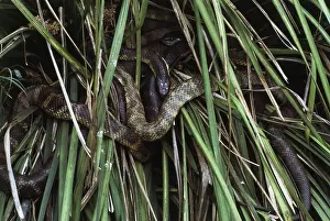 Elapid: Australian Tiger Snakes