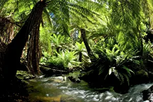 Cyathea: Australian Tree Ferns - dense tree ferns and stream
