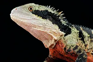 Physignathus: Australian water dragon (Intellagama lesueurii)