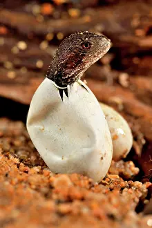 Dragon: Australian water dragon (Intellagama lesueurii)