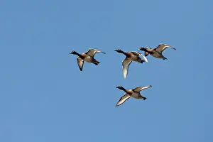 Hardhead: Australian White-eye Duck / Hardheads - Four male