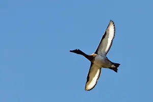 Hardhead: Australian White-eye Duck / Hardheads - Male in flight